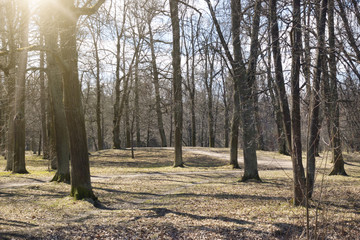 The park in the early spring, trees without leaves and a last year's grass in sunny day..