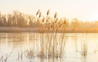 Fototapeta premium Reed in a field along a frozen lake at sunrise in winter 