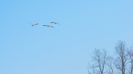 Geese flying in a blue sky in winter at sunrise