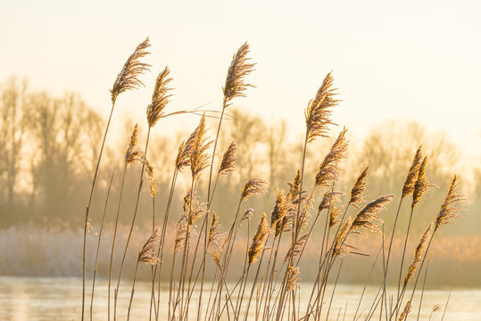 Reed in a field along a frozen lake at sunrise in winter 
