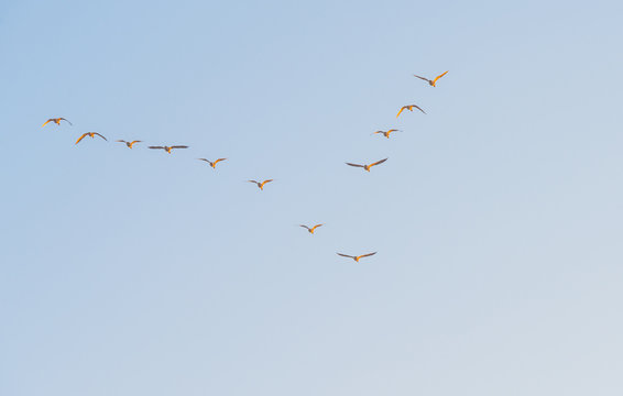 Geese flying in a blue sky in winter at sunrise