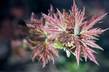 Young fresh spring maple leaves on colourful bokeh background