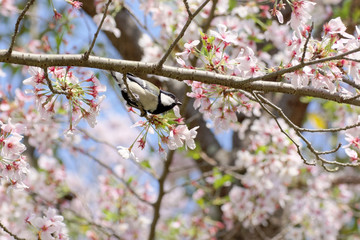 シジュウカラと葉桜