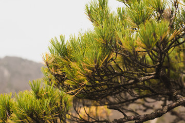 Naklejka premium Hiking from moisture to cloud in Gayasan National Park, South Korea