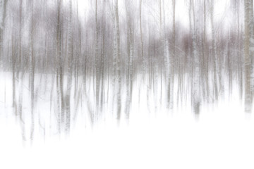 Abstract Silver Birch Trees in winter snow