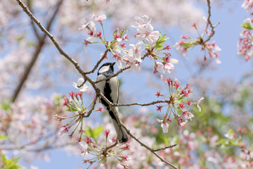 シジュウカラと葉桜