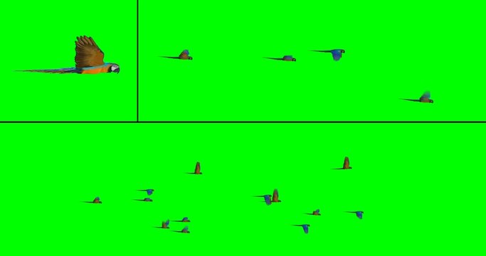 Flock of macaws - two flock options on green background