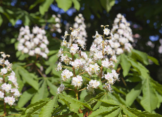 chestnut flower