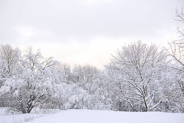 Winter evening in the Moscow forest