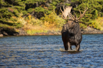 Bull Moose on the Move
