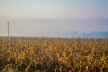 fog and corn © nedomacki