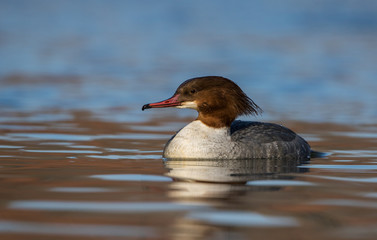 samica nurogęsi © dejuna