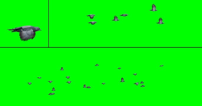 Flock of pigeons - two flock options on a green background