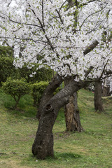 Obraz premium cherry blossoms