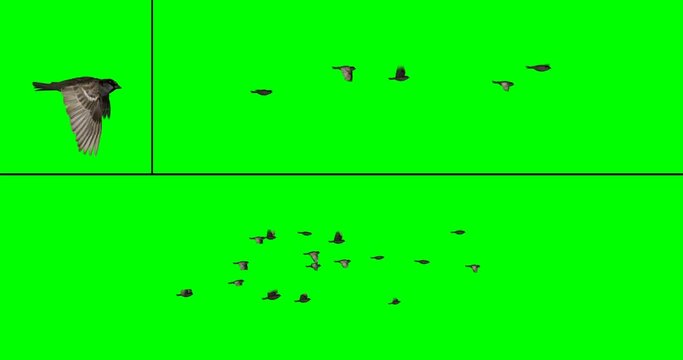 Flock of Birds (Sparrows) - two flock options, on a green background.