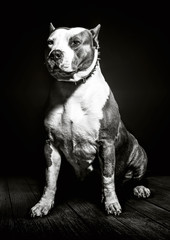 Stolzer Pitbull American Bully Hund