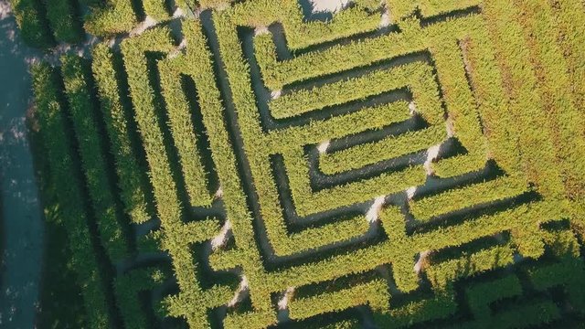 Hedge maze in city park. 4K Aerial Video Footage.