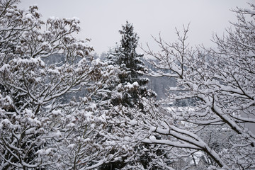 Various types of trees covered in a thick layer of snow in Austria