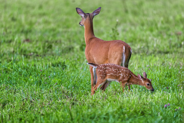 Horizontal shot of a fawn with it's mother in a green field