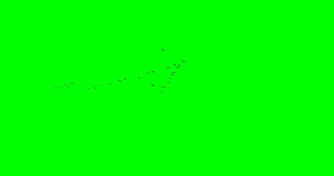 Flock of geese flying in v-formation overhead, on green background.