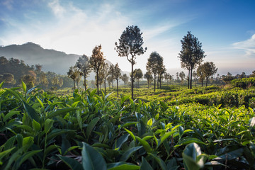 Beautiful green tea plantation in Sri Lanka