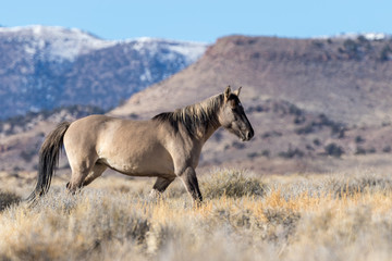 Wild Horse Stallion in the Utah Desert