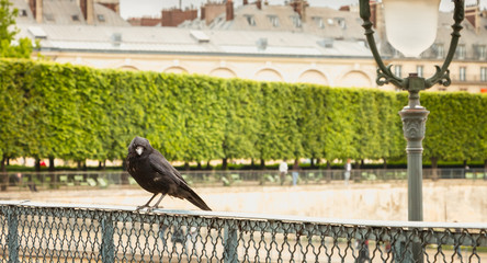 black bird on a grid in a garden