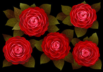 red camellia flowers on a black background