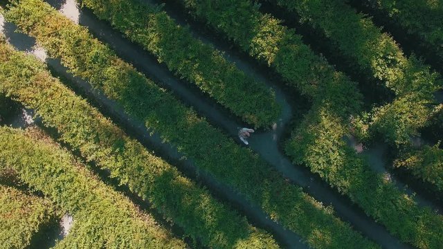 Hedge maze in city park. Labyrinth in the bushes. Beautiful summer in town, green trees. Woman is walking through a maze - 4K Drone Footage