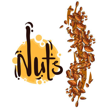 Nuts isolated on white background, vector illustration, logotype, emblem, line art