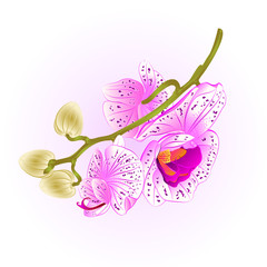 Stem beautiful purple and white Orchid Phalaenopsis    vintage vector  illustration editable hand draw
