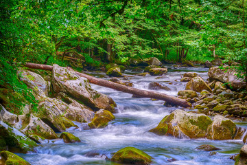 A beautiful stream in the Great Smoky Mountains National Park.