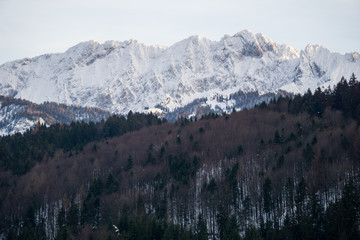 Alpine forest in the foreground with the rugged snow covered peaks of the Wilder Kaiser Alps rising in the background