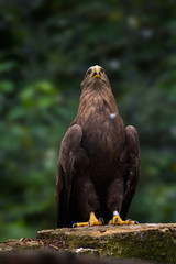 Adler