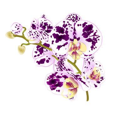 Branch orchids spotted purple and white flowers  Phalaenopsis tropical plant on a white background  vintage vector botanical illustration for design hand draw