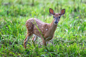 Horizontal shot of a white-tailed fawn in a green field looking toward the camera.