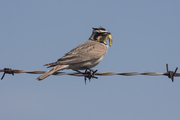 Horn Lark