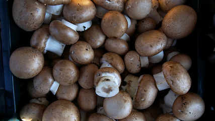 Fresh mushrooms