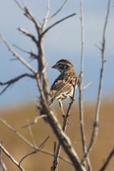 Savannah Sparrow