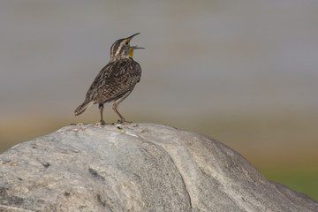 Western Meadow Lark