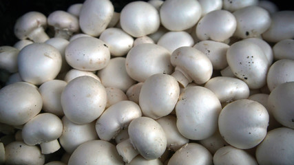 Fresh mushrooms