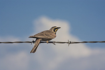 Horned Lark