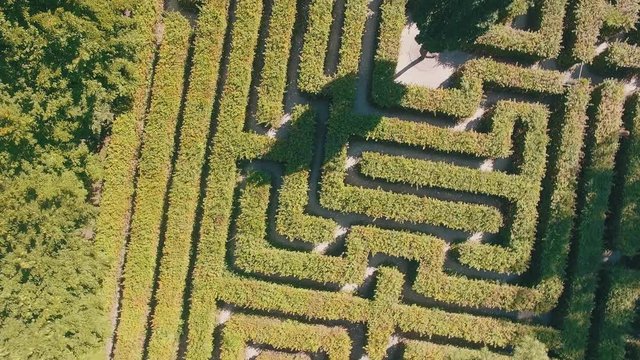 Hedge maze in city park. Labyrinth in the bushes. Beautiful summer in town, green trees. Woman is walking through a maze - 4K Drone Footage
