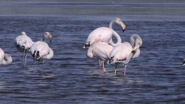 Group of young Greater Flamingo (Phoenicopterus roseus) rests on a lake in Sicily, Italy. A closer image.