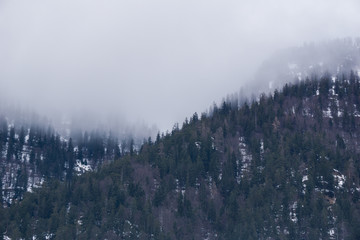 Fog descending upon a fir forest in the mountains of Austria in winter