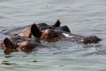 Wilde Nilpferde in den Gewässern von Uganda Afrika