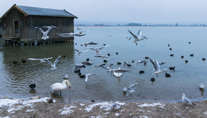 Obraz premium fliegende Möwen am Kochelsee