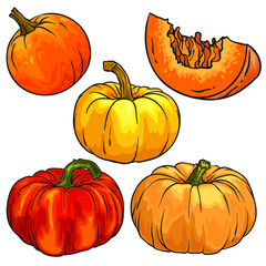 Vector set of pumpkin. Color version. Isolated on white background. Hand draw.