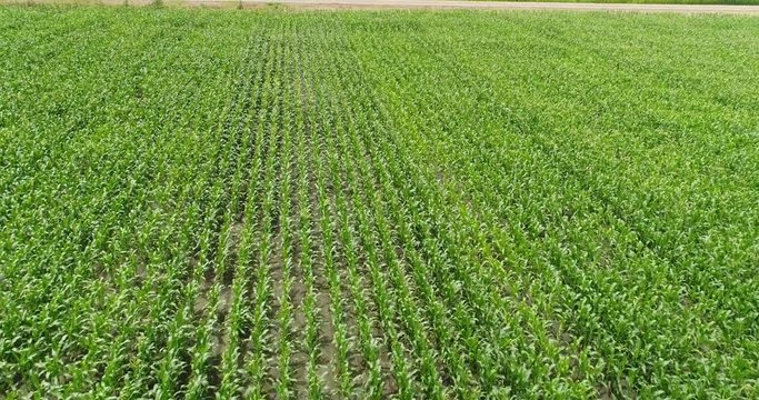 Drone 4K footage of rich green rows of corn on farm land. Drone camera flies low and fast above corn rows.