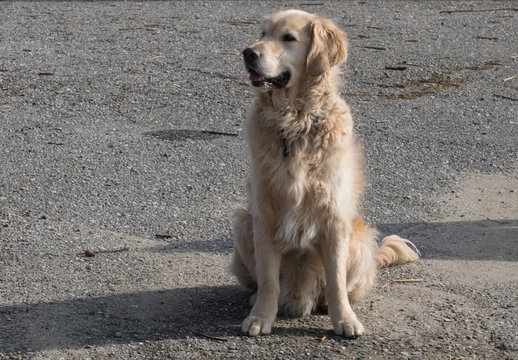 wartender Golden Retriver